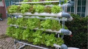 Hidroponik dinding rumah 96 lubang minim cahaya | pembuatan & biaya. Isi Waktu Luang Buat Tanaman Hidroponik Mudah Di Rumah Begini Caranya Borobudurnews