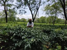 Eastern Nepal Nepal Travel Tea Garden Nepal