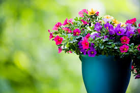 La nostra selezione delle 5 piante che sempre sul tema del giardinaggio e delle piante da coltivare in vaso ed in giardino, eccoti alcuni. 10 Piante Da Balcone Resistenti Outdoor Vivace Tutto L Anno