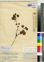 Image result for Ardisiandra sibthorpioides