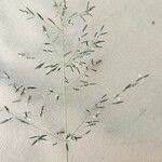 Image result for Eragrostis cylindriflora