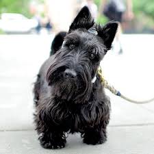 Check spelling or type a new query. 260 Cute Scottie Dogs Ideas In 2021 Scottie Scottie Dog Scottish Terrier