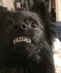 Bad Things Happen But Also Dogs Smile Dog Pictures Smiling Dogs Dogs And Puppies
