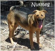Old cape rd, ericadene, eastern cape, 6059, south africa city of port elizabeth. Save A Pet Port Elizabeth Animal Shelters Phone 041 372 1 Email Contact Think Local