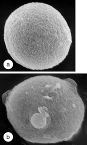 Image result for Triaspis macropteron