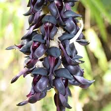 Mar 26, 2021 · the new york times and forbes.com, cnn, bbc and many others have published articles on the soaring price of jade and the frenzy causing tenfold price increases in the last decade pushing jade prices to $3000 usd per ounce, and higher. Black Jade Vine Seeds Mucuna Nigricans Price 12 50