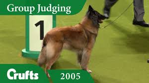 The belgian tervuren is a breed of dog named after a town in belgium. Belgian Shepherd Tervueren Wins Pastoral Group Judging At Crufts 2005 Youtube
