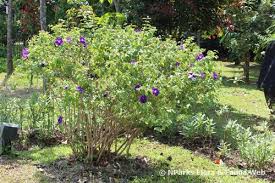 Image result for Thunbergia erecta