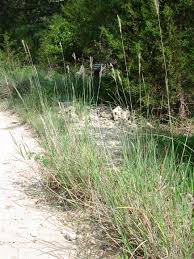 Image result for Bothriochloa