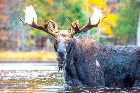Check spelling or type a new query. Maine Sees A Spike In Moose Permit Applications Portland Press Herald