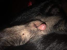 You can also touch their body. My Dog Has A Pea Size White Cyst On His Rectal Area No Anal Gland Problems Petcoach