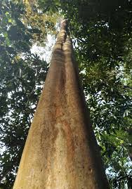 Image result for Eugenia woodii