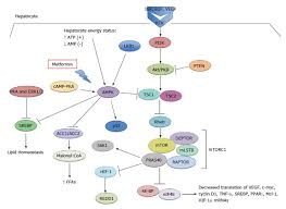 Systematic Review Preventive And Therapeutic Applications Of Metformin In Liver Disease Abstract Europe Pmc