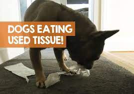 Why Does My Dog Eat Used Tissues How To Stop It