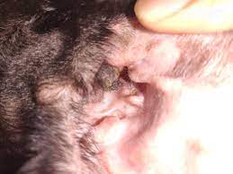 My Dog Shake His Head Scratch His Ear And Then Lick His Paw Second Problem Is Red Patches On Coat And Third Is Baldness Jn Some Area Petcoach