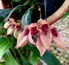 Image result for Bulbophyllum stolzii