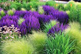 It also can attract bees, butterflies and birds to your. The Best Purple Perennials Plants And Flowers Hgtv