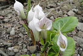 Image result for Arisaema