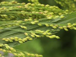 Image result for Panicum miliaceum