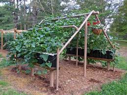 Materials to build a simple cucumber trellis: Build A Pvc Cucumber Vine Trellis Cucumber Trellis Vine Trellis Plants