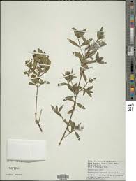 Image result for Megalochlamys revoluta