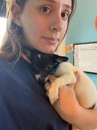 Meet Patch (female)! Patch is a long hair chihuahua mix, 5 weeks old, and  2.7 pounds. She has the softest, fluffiest, fur! She has the prettiest  markings. Please help her find her