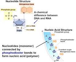 Nucleic Acid Accessscience From Mcgraw Hill Education