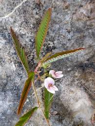 Image result for Aeschynomene uniflora