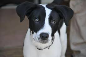 Black And White Collie Black And White Border Collie Mutt White Border Collie Border Collie Dog People