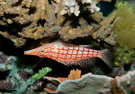 Image result for Oxyrhachis