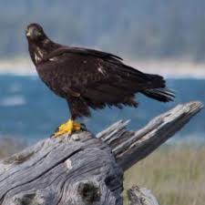 Golden Eagle Posing For Me On Whidbey Island Eagle Pose Beautiful Birds Bald Eagle