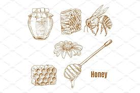 Sketches of bee and sunflower, honey spoon | Honey spoons, Sketches, Bee