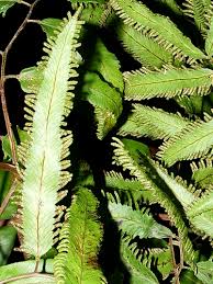 Image result for Lygodium