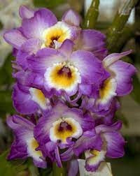 Dendrobium Nobile Hybrid Dendrobium Nobile Beautiful Orchids Orchid Flower