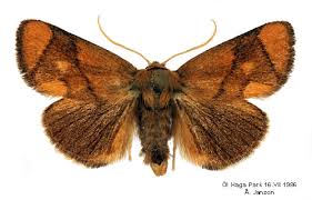 Image result for Apoda limacodes