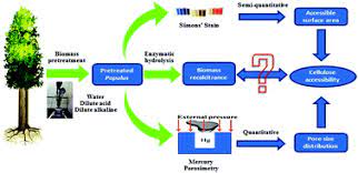 To treat in advance | meaning, pronunciation, translations and examples. Insights Into The Effect Of Dilute Acid Hot Water Or Alkaline Pretreatment On The Cellulose Accessible Surface Area And The Overall Porosity Of Populus Green Chemistry Rsc Publishing