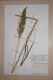 Image result for Echinochloa pyramidalis