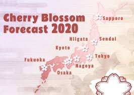 Japan Cherry Blossom 2021 Forecast When Where To See Sakura In Japan Live Japan Travel Guide Cherry Blossom Japan Japan Cherry Blossom Festival Japan Cherry Blossom Season