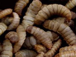 Plus, if you don't clean your can after you've. Got Food Waste Get Some Maggots Smart News Smithsonian Magazine