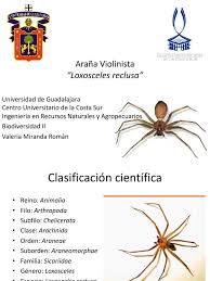 Estos animales suelen esconderse en lugares que han. Araa A Violinista Arana Especialidades Medicas