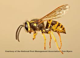 The bumble bee is not a great builder and you will often find a somewhat thrown together nesting area in a pile of fluffy debris or trash. Yellow Jackets Pest Control Blog Siani Pest Control Inc