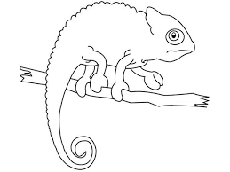 The head and back of the kings of camouflage are decorated with pearl granules, growths with bizarre ornaments. Chameleon Iguana Coloring Page Animal Coloring Pages Coloring Pages Mixed Up Chameleon