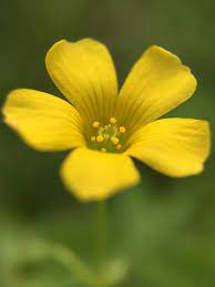 Maybe you would like to learn more about one of these? Oxalis Corniculata Wikipedia