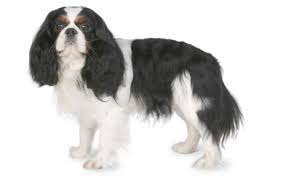 Discover the cavalier king charles spaniel breed. Cavalier King Charles Spaniel Dog Breed Information Pictures Characteristics Facts Dogtime