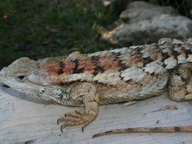 Everything to know about the Texas Spiny Lizard