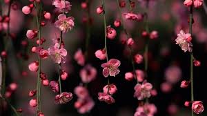 10 Top Flower Backgrounds For Computer Full Hd 1080p For Pc Background 2018 Free Download Origami Boat Hd Wallpapers For Pc Flower Backgrounds Flower Wallpaper