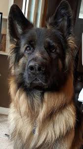 Our puppies are very socialized, around farm animals, including cats. German Shepherd Puppies Missouri Free Pets Lovers