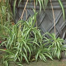 Image result for Chlorophytum silvaticum