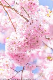 A Cascade Of Beautiful Pink Cherry Blossom Cherry Blossom Flowers Beautiful Flowers Wallpapers Beautiful Flowers