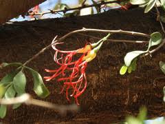 Image result for Plicosepalus amplexicaulis